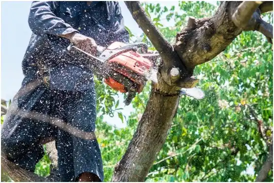 tree services Gilbert